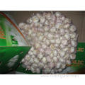 Buy Fresh Normal Garlic